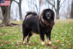Lees meer over het artikel Tibetaanse Mastiff fokkers en pups in de VS