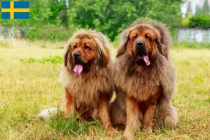 Lees meer over het artikel Tibetaanse Hondenfokker en puppies in Zweden