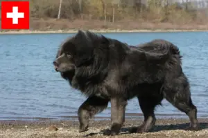 Lees meer over het artikel Tibetaanse Mastiff fokkers en pups in Zwitserland
