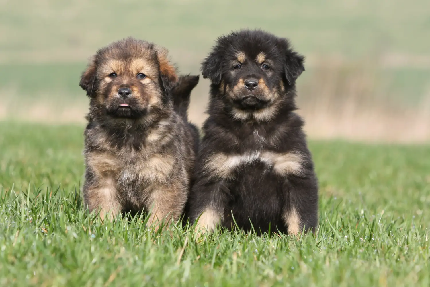 Een Tibetaanse Mastiff puppy kopen betekent verantwoordelijkheid nemen! Tibetaanse Mastiff puppy kopen.