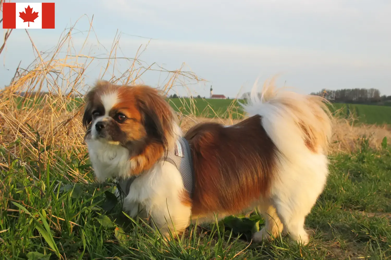 Tibetaanse Spaniël puppies en fokkers Canada Vind Tibetaanse Spaniels fokkers in Canada.