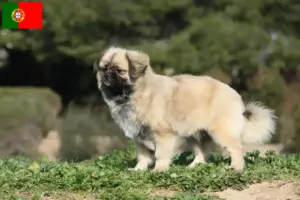 Lees meer over het artikel Tibetaanse Spaniël fokkers en pups in Portugal