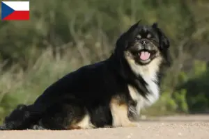 Lees meer over het artikel Tibetaanse Spaniël fokkers en pups in Tsjechië