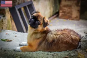 Lees meer over het artikel Tibetaanse Spaniël fokkers en pups in de VS