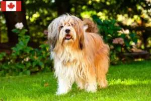 Lees meer over het artikel Tibetaanse Terriër Fokkers en Puppies in Canada