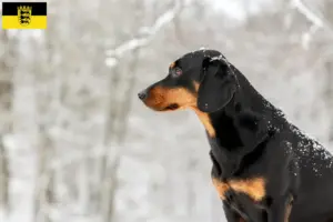 Lees meer over het artikel Tiroolse Bracke fokkers en pups in Baden-Württemberg