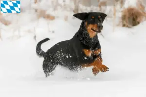 Lees meer over het artikel Tiroolse Bracke fokkers en puppies in Beieren