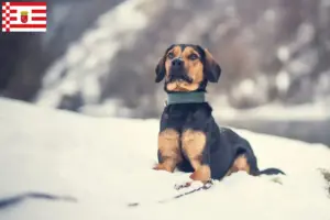Lees meer over het artikel Tiroolse Bracke fokkers en pups in Bremen
