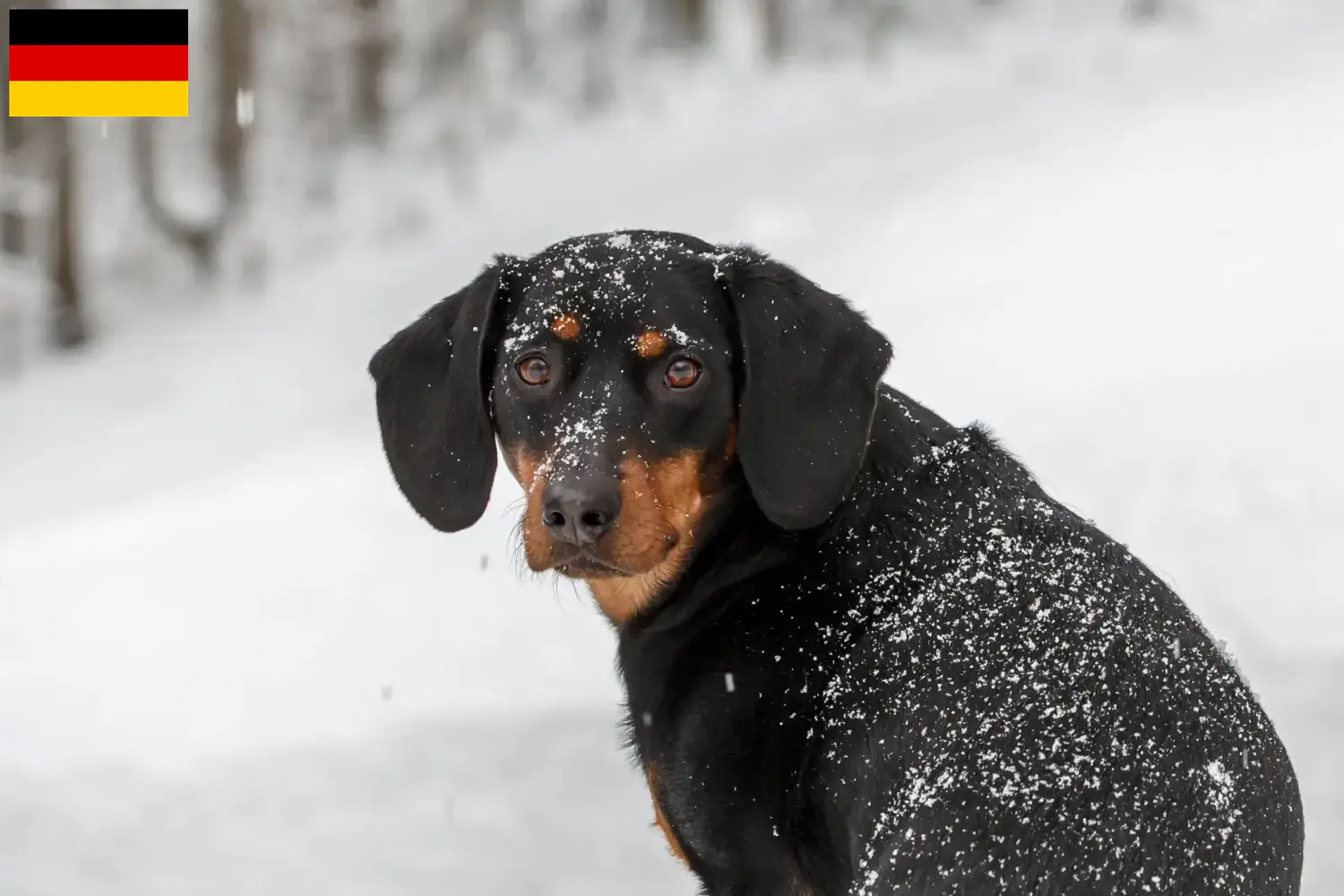 Lees meer over het artikel Tiroolse Bracke fokkers en pups in Duitsland
