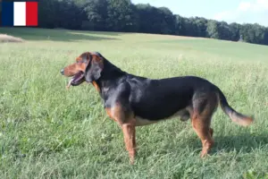 Lees meer over het artikel Tiroolse Bracke fokkers en pups in Frankrijk