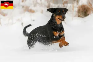 Lees meer over het artikel Tiroolse Bracke fokkers en pups in Nedersaksen