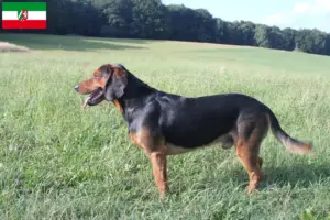 Lees meer over het artikel Tiroolse Bracke fokkers en pups in Noordrijn-Westfalen