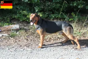 Lees meer over het artikel Tiroolse Bracke fokkers en pups in Rijnland-Palts