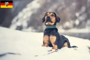 Lees meer over het artikel Tiroolse Bracke fokkers en pups in Saarland