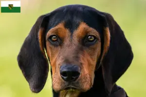Lees meer over het artikel Tiroolse Bracke fokkers en pups in Saksen