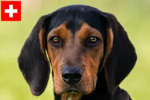 Lees meer over het artikel Tiroolse Bracke fokkers en pups in Zwitserland