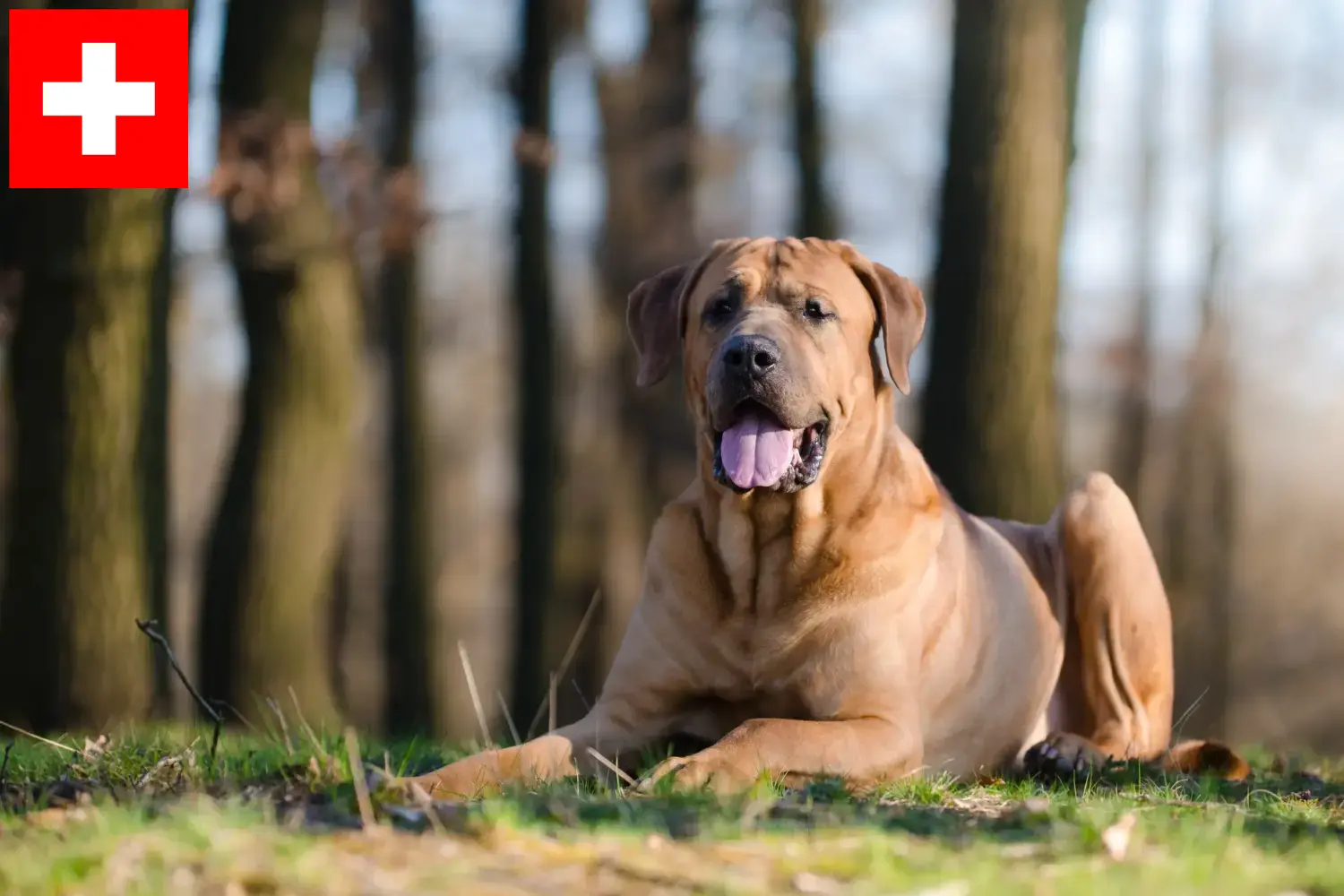 Lees meer over het artikel Tosa fokkers en pups in Zwitserland