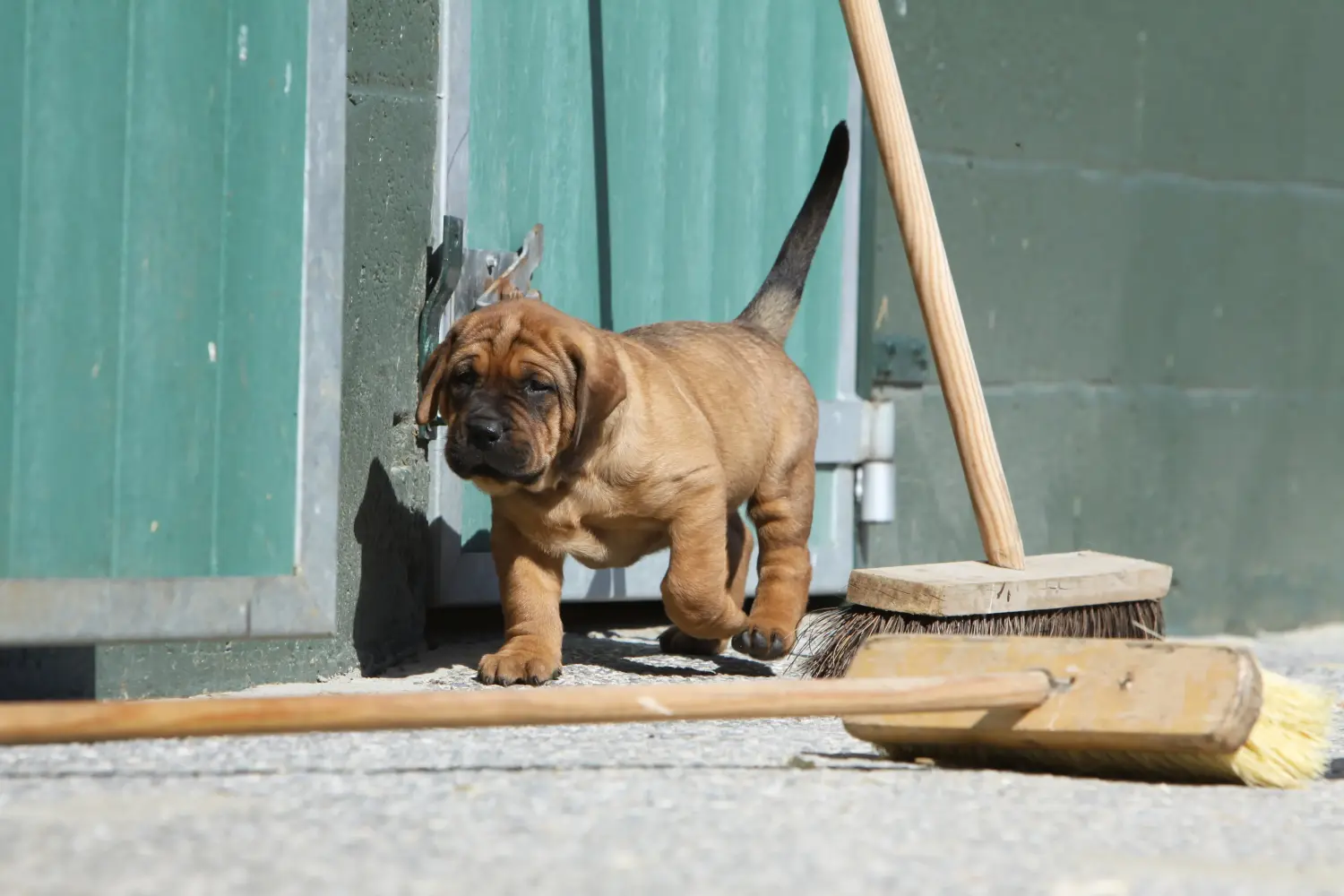 Een Tosa puppy kopen betekent verantwoordelijkheid nemen! Tosa puppy's kopen.