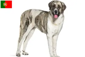 Lees meer over het artikel Transmontano Herdershond Fokker en Puppies in Portugal