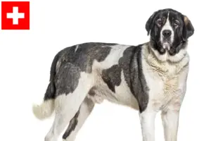 Lees meer over het artikel Transmontano Herdershondenfokkers en Puppies in Zwitserland