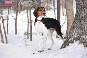 Lees meer over het artikel Treeing Walker Coonhound fokkers en puppies in de Verenigde Staten