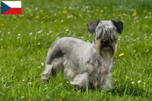 Lees meer over het artikel Tsjechische Terriër fokker en puppies in Tsjechië