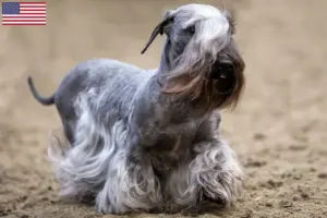 Lees meer over het artikel Tsjechische Terrier Fokker en Puppies in de Verenigde Staten