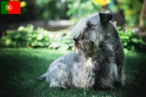 Lees meer over het artikel Tsjechische Terrier Fokker en Puppies in Portugal
