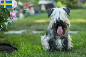 Lees meer over het artikel Tsjechische Terrier fokker en puppies in Zweden