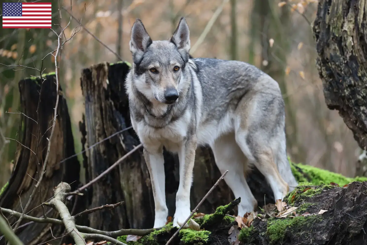 Lees meer over het artikel Tsjechoslowaakse Wolfhond Fokker en Puppies in de Verenigde Staten