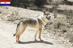 Lees meer over het artikel Tsjechoslowaakse Wolfhond fokkers en puppies in Kroatië