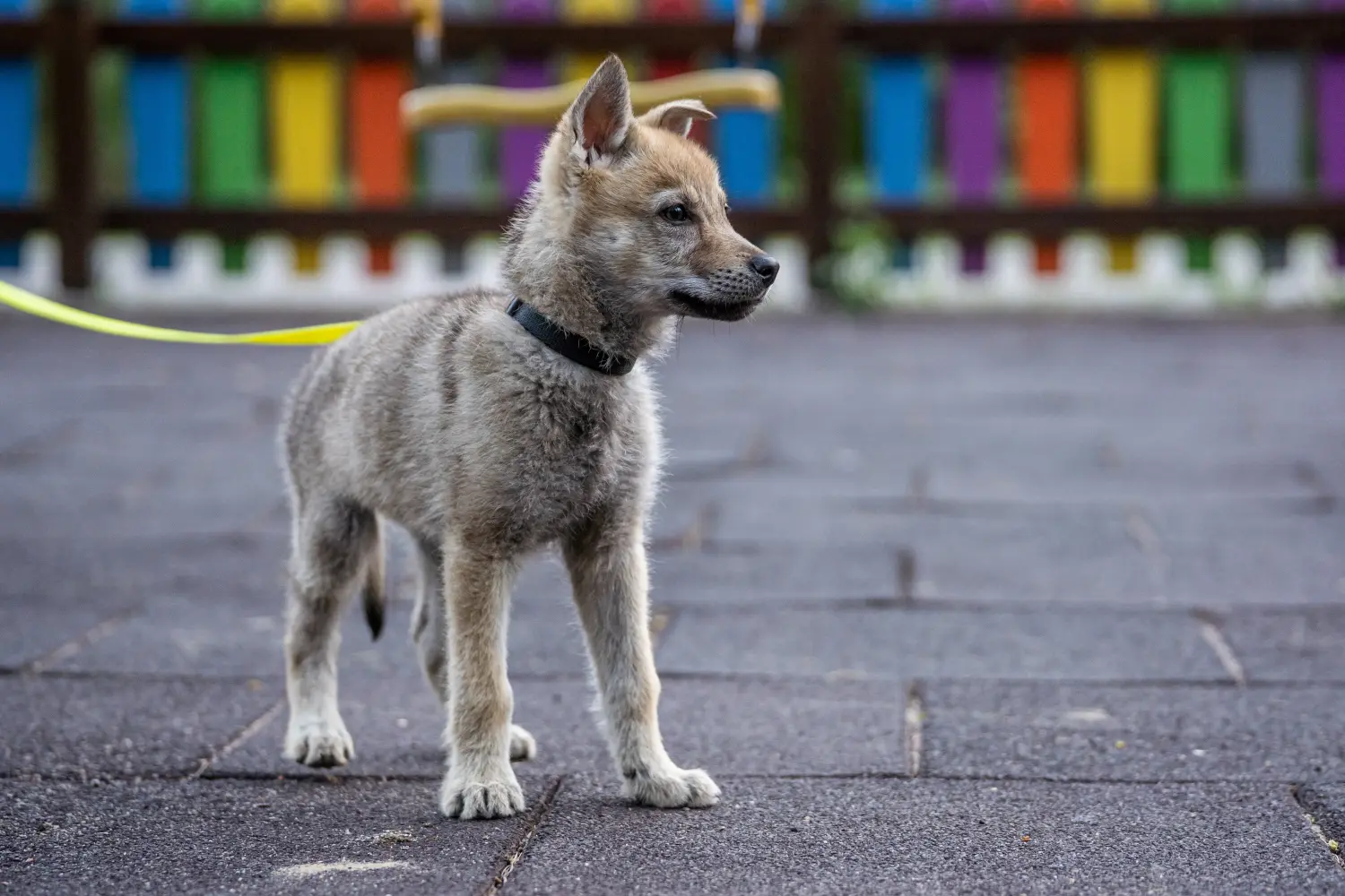 Een Tsjechoslowaakse wolfshond puppy kopen betekent verantwoordelijkheid nemen! Tsjechoslowaakse Wolfshond puppy kopen.