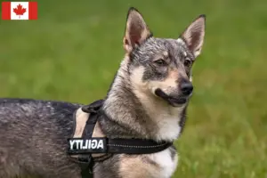 Lees meer over het artikel Västgötaspets fokkers en pups in Canada