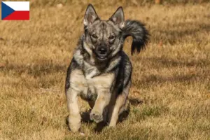Lees meer over het artikel Västgötaspets fokkers en puppies in Tsjechië