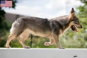 Lees meer over het artikel Västgötaspets fokkers en pups in de VS