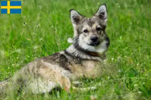 Lees meer over het artikel Västgötaspets fokkers en pups in Zweden