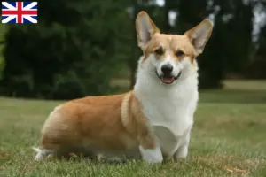 Lees meer over het artikel Welsh Corgi fokkers en puppies in Groot-Brittannië