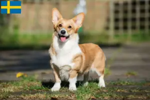 Lees meer over het artikel Welsh Corgi fokkers en pups in Zweden