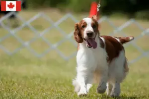 Lees meer over het artikel Welsh Springer Spaniel fokkers en pups in Canada