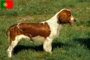 Lees meer over het artikel Welsh Springer Spaniel fokkers en pups in Portugal