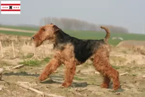 Lees meer over het artikel Welsh Terrier fokkers en pups in Drenthe