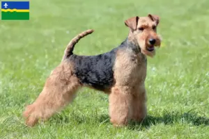 Lees meer over het artikel Welsh Terrier fokkers en puppies in Flevoland