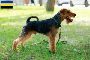 Lees meer over het artikel Welsh Terrier fokkers en pups in Gelderland