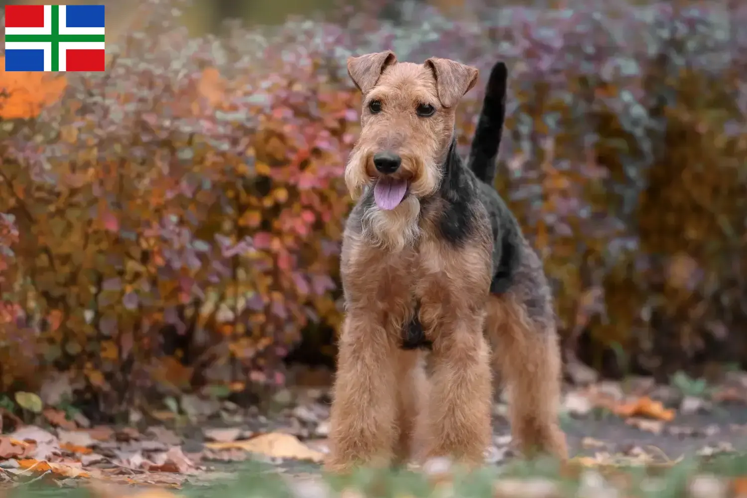 Welsh Terrier puppies en fokkers Groningen Vind hier Welsh Terrier fokkers in Groningen.