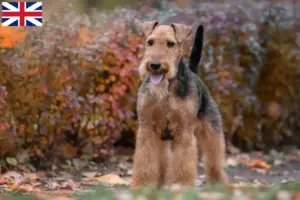 Lees meer over het artikel Welsh Terrier fokkers en puppies in Groot-Brittannië