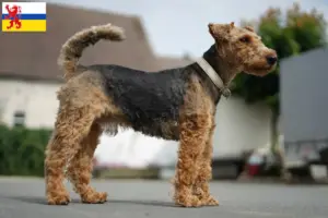 Lees meer over het artikel Welsh Terrier fokkers en pups in Limburg