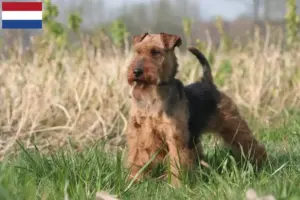 Lees meer over het artikel Welsh Terrier fokkers en puppies in Nederland