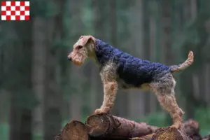 Lees meer over het artikel Welsh Terrier fokkers en pups in Noord-Brabant