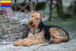 Lees meer over het artikel Welsh Terrier fokkers en pups in Noord-Holland
