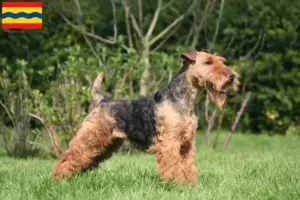 Lees meer over het artikel Welsh Terrier fokkers en pups in Overijssel